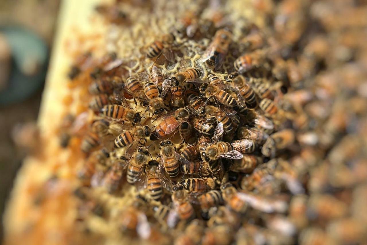 The Hive Stefy'S Apartment Iglesias Eksteriør billede